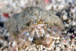 Little hermitt crab. by Michael Shope 
